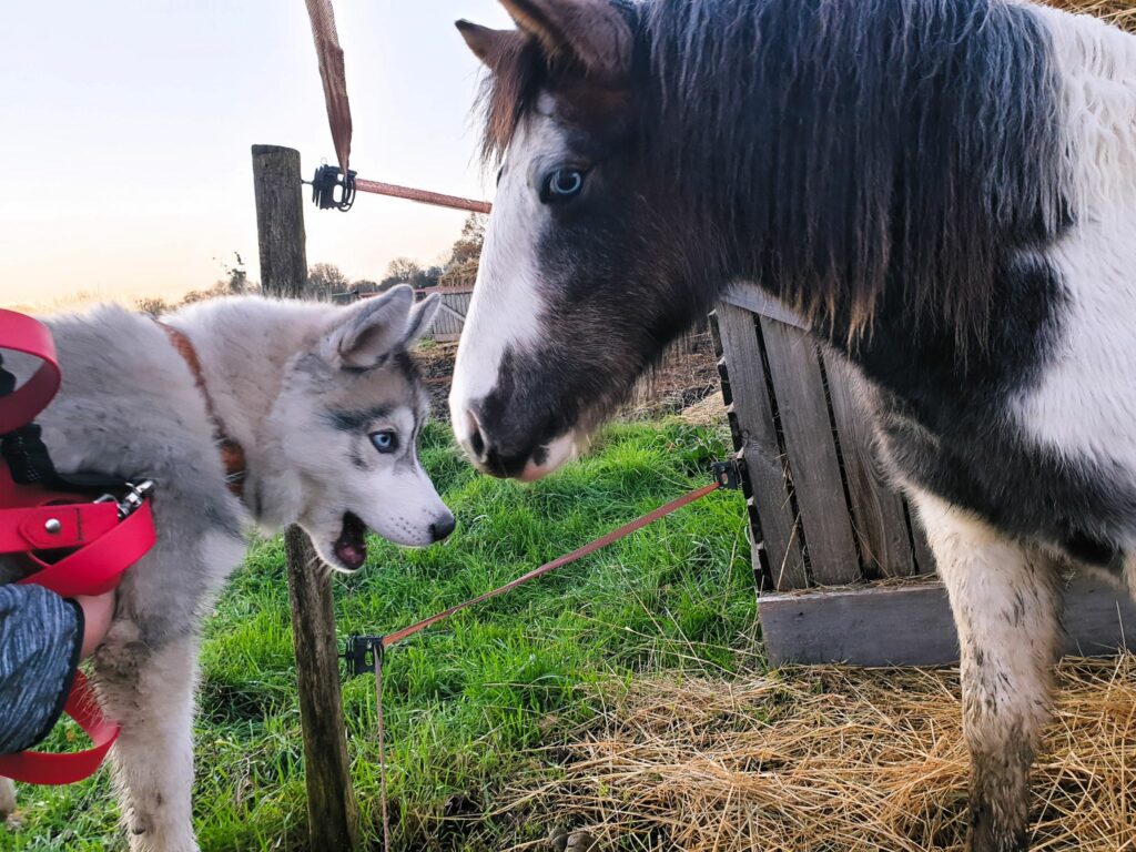 Eveil du chiot 2