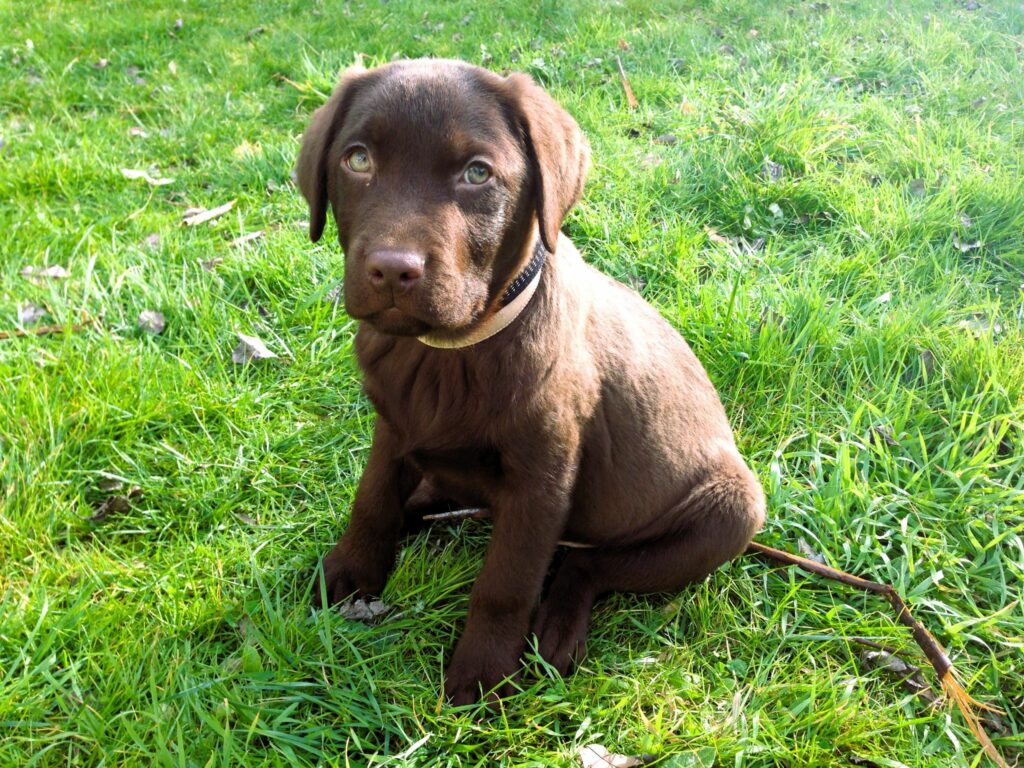 Eveil du chiot 6